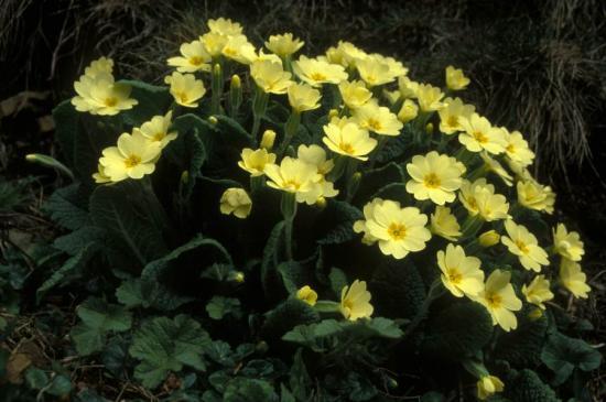 Photograph of Nature Photo Contest To Show Off The Vibrant Colours Of Caithness