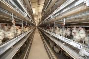 Thumbnail for article : Consultation On Laying Hens - Industry Asked For Views On Banning The Use Of Cages
