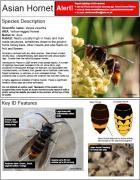 Thumbnail for article : Bee Health Report - Contingency Planning To Combat Threat From Asian Hornet