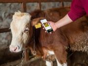 Thumbnail for article : Consultation On Cattle Identification - Views Sought On Electronic Id Technology