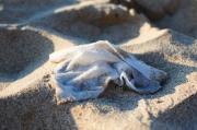 Thumbnail for article : Ban On Wet Wipes Containing Plastic