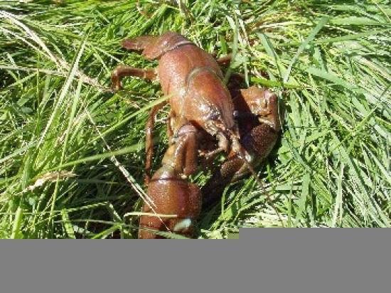 Photograph of Discovery of invasive crayfish in Lochaber