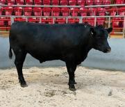 Thumbnail for article : Dingwall and Highland Marts Ltd - Sale 8 April 2025