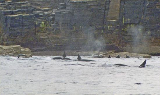 Photograph of Increased Whale Sightings in the Far North This Summer