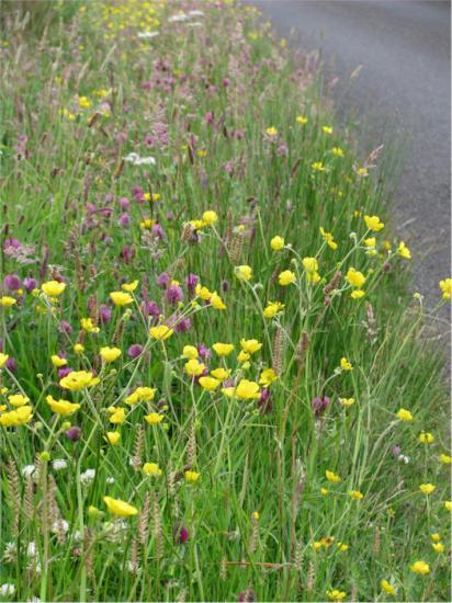 Photograph of Gold Medallists Sought For Blooming Road Verges