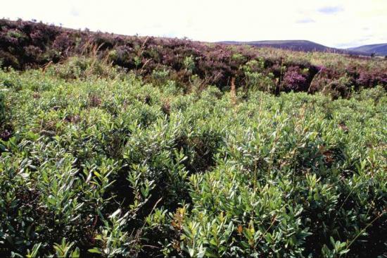 Photograph of Could Bog Myrtle Be A New Cash Crop In The North?
